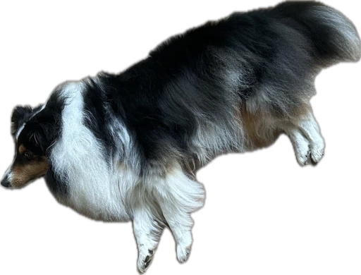 Alba the tricolor sheltie lying down