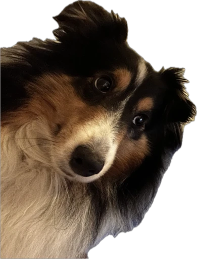 Alba the tricolor sheltie tilting head with cute eyes